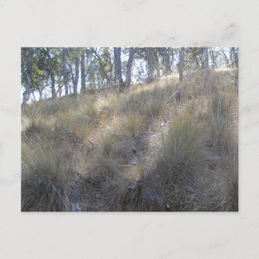 Winterhang in der Nähe von Livermore, CA Postkarte (Vorderseite)