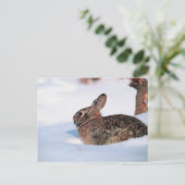 Winterhase Postkarte (Stehend Vorderseite)