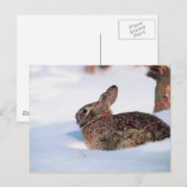 Winterhase Postkarte (Vorne/Hinten)