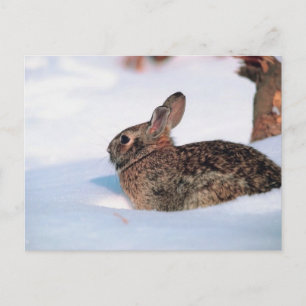 Winterhase Postkarte