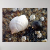 Winterhaven Seasnails Poster (Vorne)