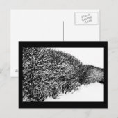Winterhecke Postkarte (Vorne/Hinten)