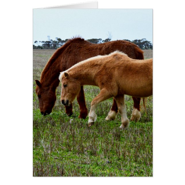 Winterholzpferde, (Vorne)