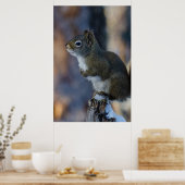 Winterhörnchen, Brauntier, kanadisches Foto Poster (Küche)