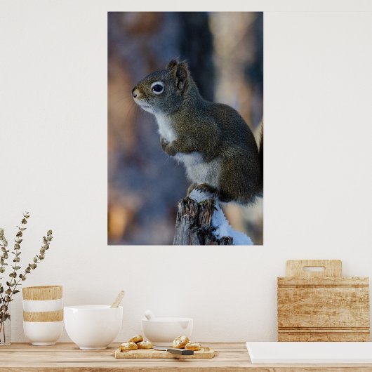 Winterhörnchen, Brauntier, kanadisches Foto Poster (Küche)