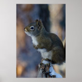 Winterhörnchen, Brauntier, kanadisches Foto Poster (Vorne)