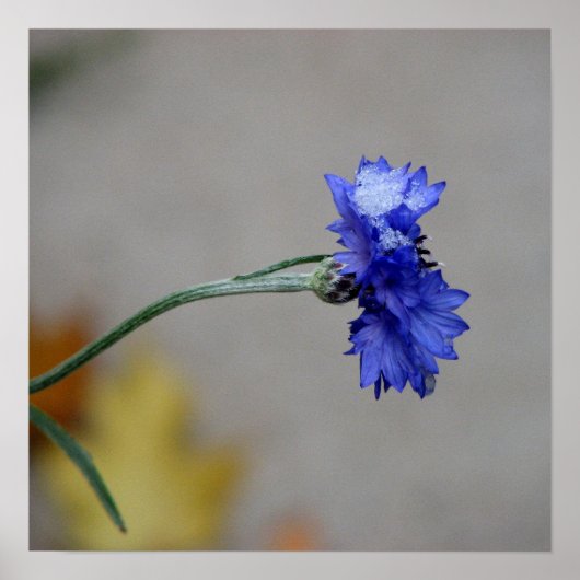 Winterkälte Poster (Vorne)