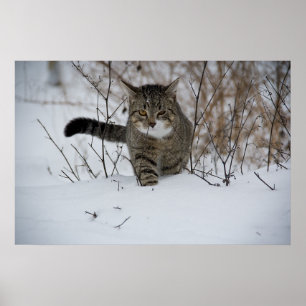 Winterkatzenposter Poster