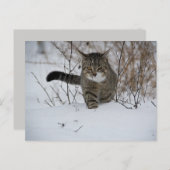 Winterkatzenpostkarte Postkarte (Vorne/Hinten)