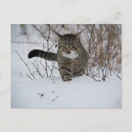 Winterkatzenpostkarte Postkarte (Vorderseite)