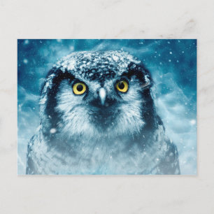 Winterkauz Postkarte