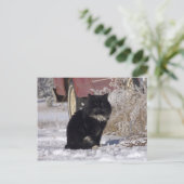 Winterkitty Postkarte (Stehend Vorderseite)