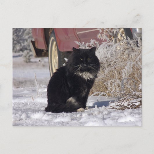 Winterkitty Postkarte (Vorderseite)