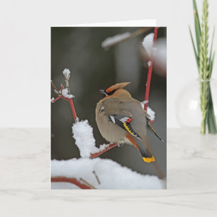 Winterlandschaft - Bohemische Waxwing Karte
