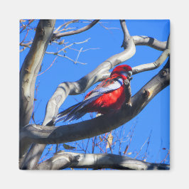 Winterlandschaft in Canberra Magnet