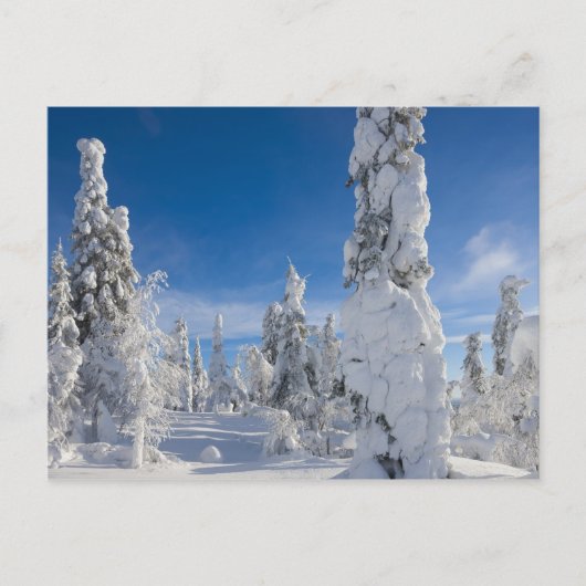 Winterlandschaft in Lappland Postkarte (Vorderseite)
