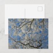 Winterlicher Baumkronen Postkarte (Vorne/Hinten)
