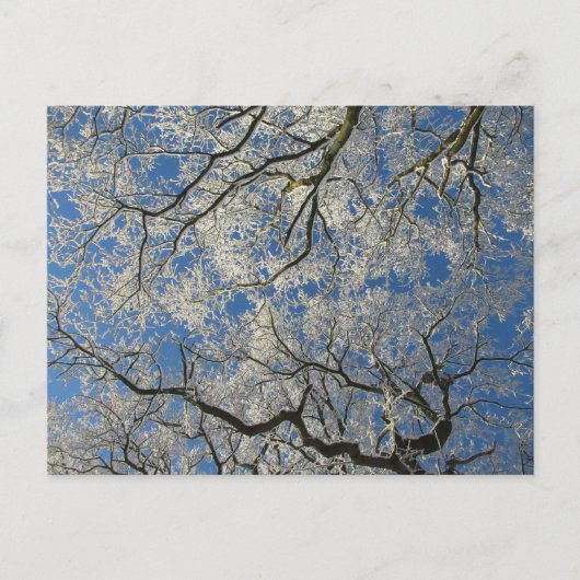 Winterlicher Baumkronen Postkarte (Vorderseite)