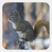 Winterliches Eichhörnchen auf Baumstumpf Quadratischer Aufkleber (Vorderseite)