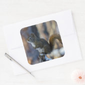 Winterliches Eichhörnchen auf Baumstumpf Quadratischer Aufkleber (Umschlag)