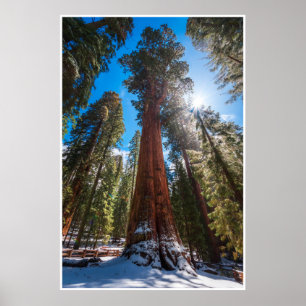 Winterlicht Riesenmammutbaum General Sherman Druck Poster