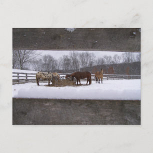 Wintermahlzeit Postkarte