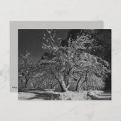 Winternachtszeit Postkarte (Vorne/Hinten)