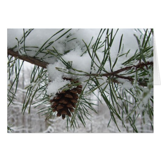 Winternaturfotografie von Snowy Pine Branch (Vorderseite (Horizontal))