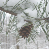 Winternaturfotografie von Snowy Pine Branch Aufkleber (Vorderseite)