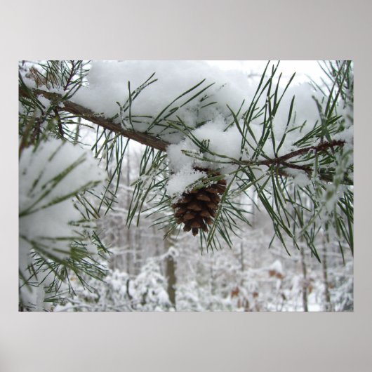 Winternaturfotografie von Snowy Pine Branch Poster (Vorne)