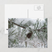 Winternaturfotografie von Snowy Pine Branch Postkarte (Vorne/Hinten)