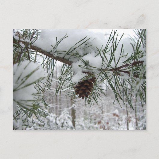 Winternaturfotografie von Snowy Pine Branch Postkarte (Vorderseite)