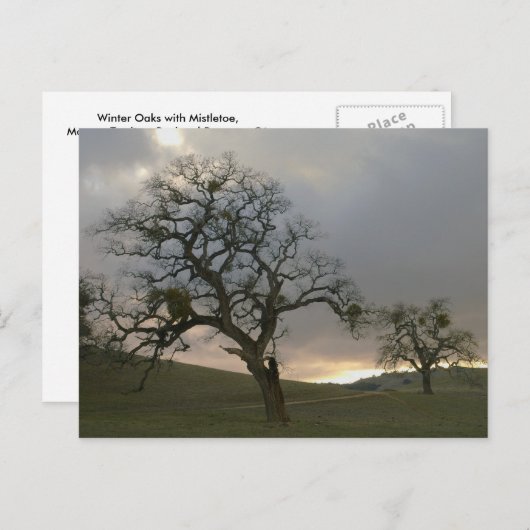 Winteroaks mit Mistletoe Postkarte (Vorne/Hinten)