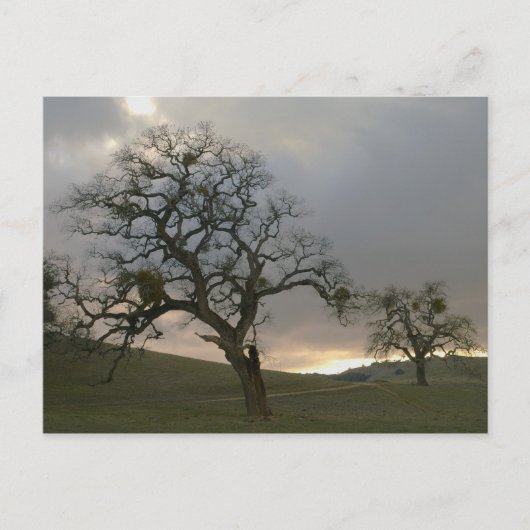 Winteroaks mit Mistletoe Postkarte (Vorderseite)