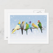 Winterparakets und Cockatiels Postkarte (Vorne/Hinten)