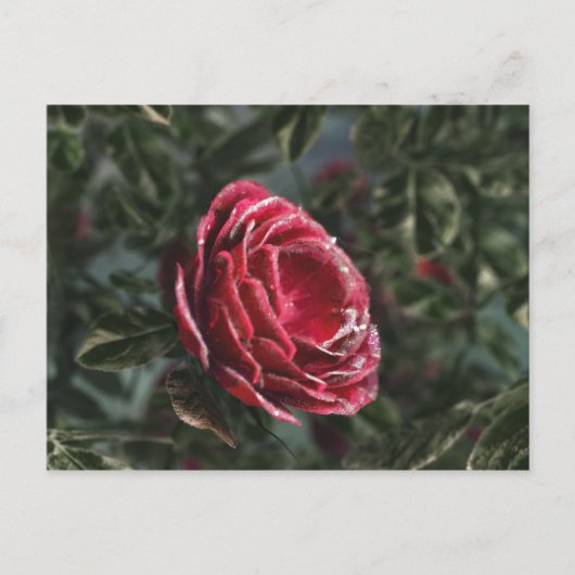 Winterparting-Postkarte Postkarte (Vorderseite)