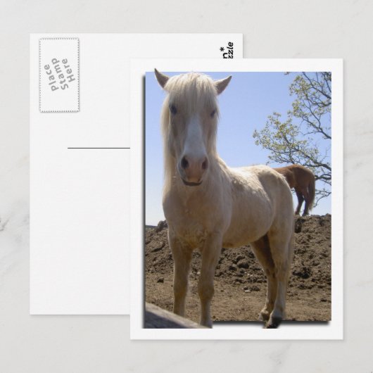 Winterpeitschperspektive Postkarte (Vorne/Hinten)