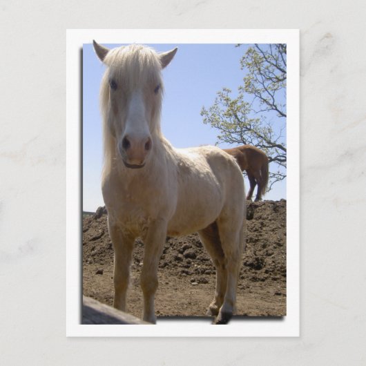 Winterpeitschperspektive Postkarte (Vorderseite)