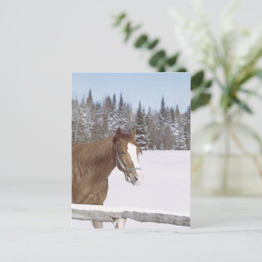 Winterpferd Postkarte (Stehend Vorderseite)