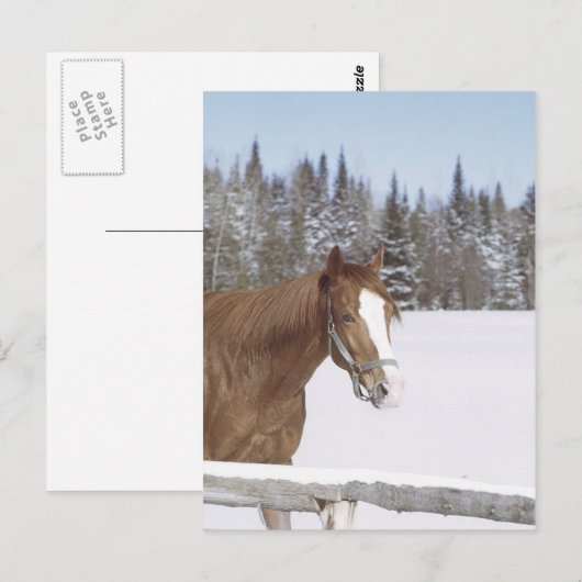 Winterpferd Postkarte (Vorne/Hinten)