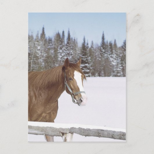 Winterpferd Postkarte (Vorderseite)