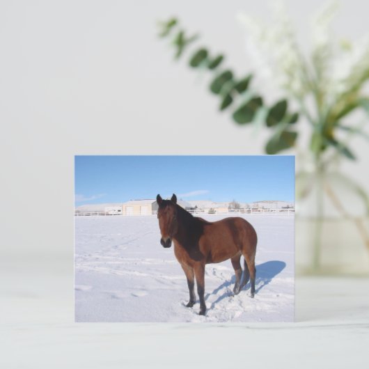 Winterpferd Postkarte (Stehend Vorderseite)