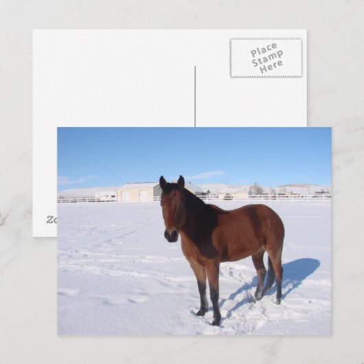 Winterpferd Postkarte (Vorne/Hinten)