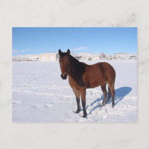 Winterpferd Postkarte
