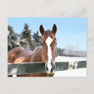 Winterpferd Postkarte
