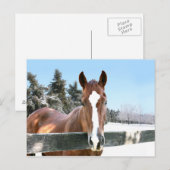 Winterpferd Postkarte (Vorne/Hinten)