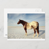 Winterpferd Postkarte (Vorne/Hinten)