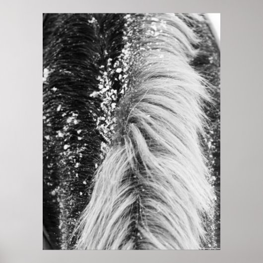 Winterpferde mit Schnee Poster (Vorne)