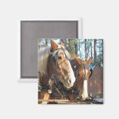 Winterpferde Sturbridge Village Magnet (Vorderseite/Rückseite)