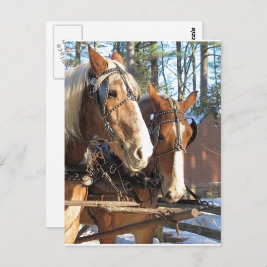 Winterpferde Sturbridge Village, Massachusetts Postkarte (Vorne/Hinten)